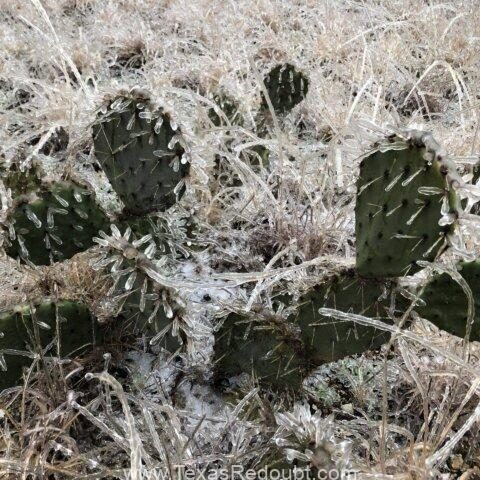 Photo of ice covered prickly pear cactus